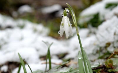 Prichádza jar? Na niektorých častiach Slovenska sa oteplí až na 13 stupňov Celzia