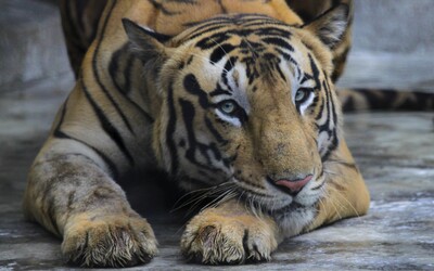 Případ tygra, který ženě na Pardubicku ukousl ruku, policie odložila bez obvinění