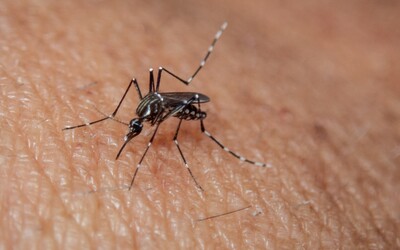 Príťažlivosť komárov ovplyvňujú pachy. Vedci zistili, čomu sa vyvarovať, aby ťa neotravovali