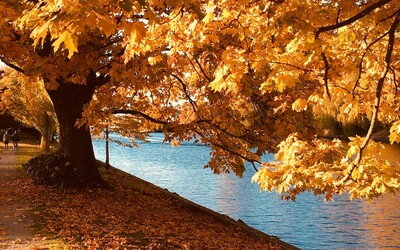 Proč listí mění na podzim barvu? Tenhle důvod tě zaručeně překvapí