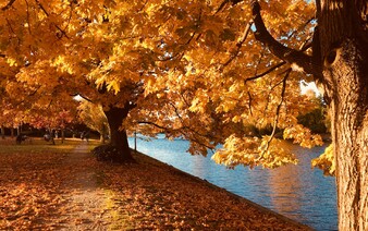 Proč listí mění na podzim barvu? Tenhle důvod tě zaručeně překvapí