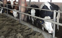 Produkcia mlieka na Slovensku klesla. Jeho cena bola v roku 2023 historicky najvyššia