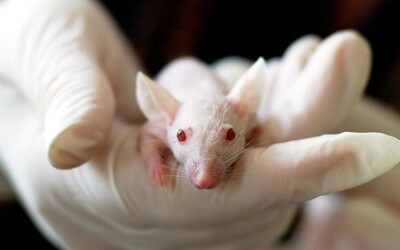 Průlom v boji s HIV: Vědci poprvé v historii vyléčili nakažené myši