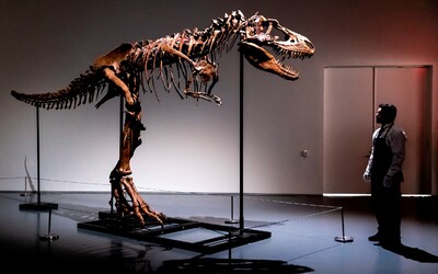 Prvýkrát pôjde do dražby 76 miliónov rokov stará skamenelina Gorgosaura. Odborníci očakávajú, že sa predá za 8 miliónov