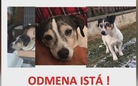 Psa zo Spišskej Soboty vyplašili silvestrovské delobuchy, našli ho 1 300 kilometrov od Slovenska