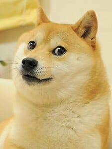 Psí hvězda zpoza slavného Doge memu zemřela. Ikonická Shiba Inu se dožila 18 let
