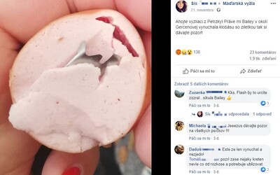 Psov v Bratislave ohrozuje neznámy páchateľ kúskami mäsa, do ktorých vložil nalámané žiletky