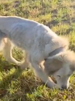 Psy na juhu Slovenska nechali v horúčavách priviazané o reťaz bez vody a jedla. Jedno zo zvierat neprežilo