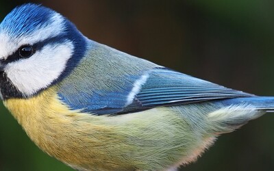 Ptáci v Evropě ztrácí svou barevnost. Na vině může být klimatická změna, tvrdí studie