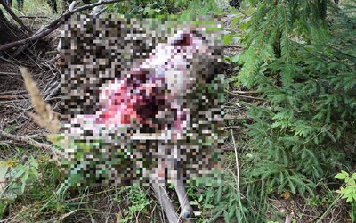 Pytliak v obci Torysky odrezal jeleňovi hlavu, vyrezal karé, pliecka, nohy a zvyšok nechal v lese. Hrozí mu 3-ročné väzenie