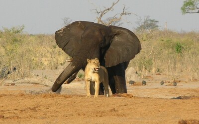 Pytliaka v národnom parku udupal na smrť slon a potom ho zjedli levy. Chcel ilegálne zabiť vzácneho nosorožca