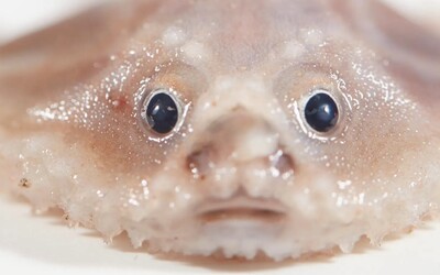 Ravioly s vykulenýma očima i průhledný úhoř. Vědci našli na dně oceánu bizarní živočichy