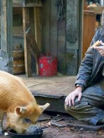 Recenzia: Pig