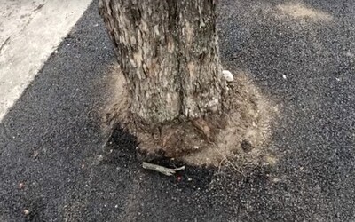 Dělníci zalili kořeny stromů asfaltem. Není jisté, zda je bude možné zachránit