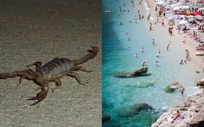 Rodina si po dovolenke v Chorvátsku vybalila z batožiny 7-centimetrového škorpióna. Rozhodli, čo s ním spravia