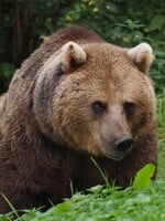 Rodina stretla v Tatrách päť medveďov za desať minút. Pre syna to bol najlepší deň v živote