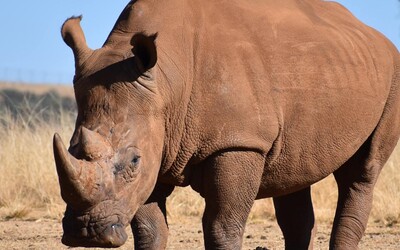 Rohy nosorožců se v uplynulém století podle vědců zkrátily, na vině je zřejmě pytláctví