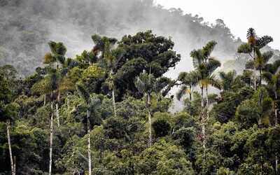 Rozloha amazonského deštného pralesa dosáhla kritického bodu. Podle vědců se už nikdy nemusí obnovit