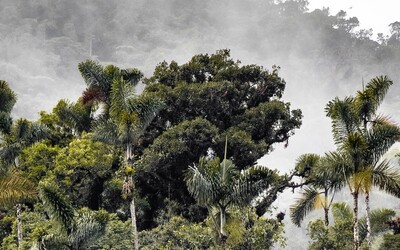 Rozloha amazonského dažďového pralesa dosiahla kritický bod. Podľa vedcov sa už nikdy nemusí obnoviť