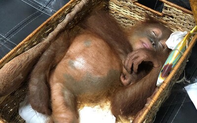 Rus chtěl zdrogovaného orangutana propašovat v kufru. Měl skončit jako domácí zvířátko