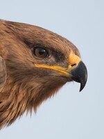 Ruskí vedci sledovali orlov pomocou dátového roamingu. Vtáky zaleteli do zahraničia, vedcov faktúra za SMS skoro zruinovala