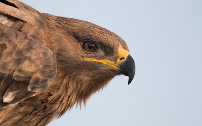 Ruskí vedci sledovali orlov pomocou dátového roamingu. Vtáky zaleteli do zahraničia, vedcov faktúra za SMS skoro zruinovala