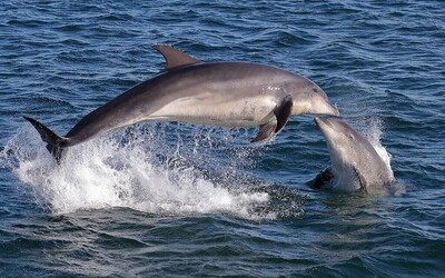 Rusko na Kryme cvičí bojové delfíny, tvrdí britská rozviedka. Majú úlohu, ktorá vraj môže byť kľúčová počas vojny