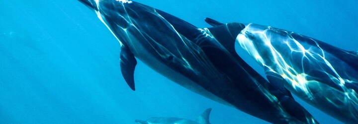 Rusko proti ukrajinským sabotérům nejspíš nasadilo delfíny