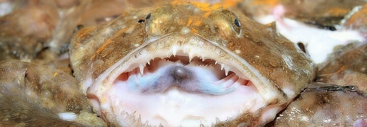 Ruský rybář fotografuje „podmořské příšery“. Na Instagramu má statisíce followerů