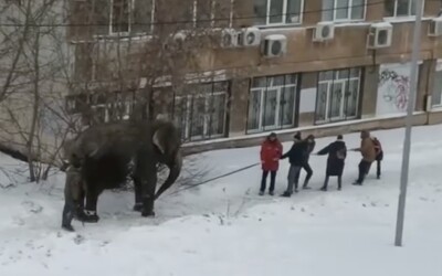 Ruským Jekaterinburgom sa prechádzali dva slony. Vraj sa tešili zo snehu