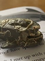 Rybár ulovil žraloka z Lega, ten sa stratil pri lodnej nehode pred takmer 30 rokmi. Vraj ich je v oceáne ďalších 51-tisíc