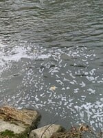 Ryby v Bečvě opět hynou, znovu do ní unikla neznámá látka
