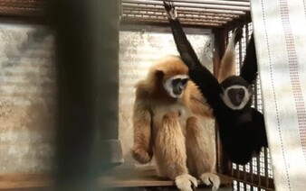 Samice gibona z japonské zoo otěhotněla, přestože v kleci žije sama. Ošetřovatelé konečně zjistili, kdo je otcem