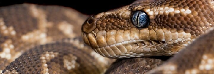 Samice hadů mají klitoris, zjistila vědkyně z Austrálie. Vědci před ní jej nebyli schopni najít