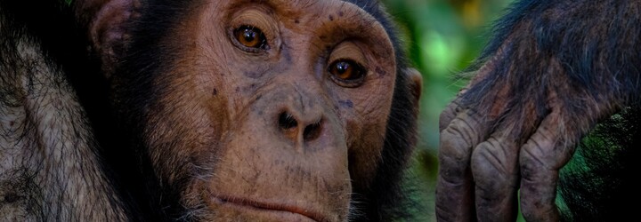 Samici šimpanze odvrhla matka a vychovali ji lidé. Když se dostala mezi ostatní opice, ubily ji k smrti