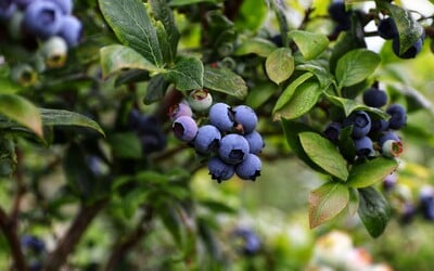 Samosběr borůvek 2024: Podívej se, kde si nasbíráš letní mňamky za tu nejlepší cenu 