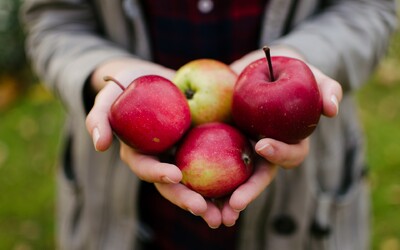 Samosběr jablek: Vyraz do jablečného sadu a ušetři. Kilo koupíš i za 18 korun