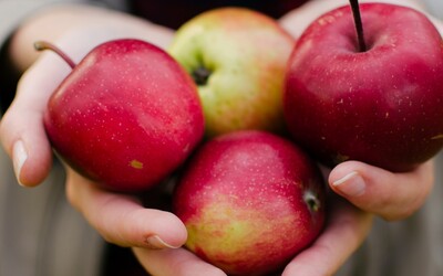 Samosběr jablek: Vyraz do jablečného sadu a ušetři. Kilo koupíš i za 18 korun