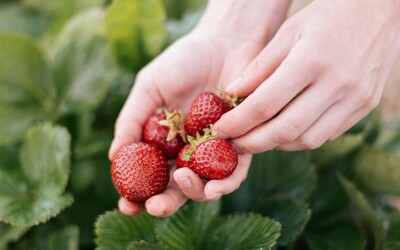 Samosběr jahod: Češi vyrazili na plantáže, domácí jahody jsou levnější a také více chutné