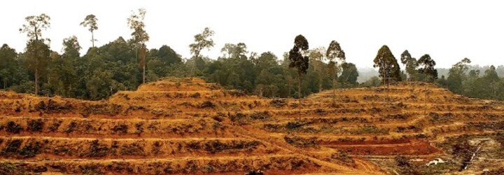 Satelitní záběry z Brazílie potvrdily obavy ochranářů. Za poslední rok zmizela obrovská část pralesa