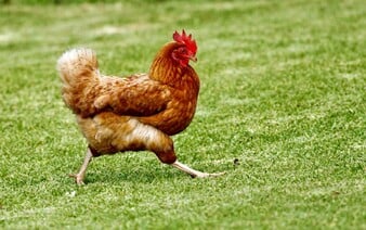 Sedm největších supermarketů v Česku se postavilo za práva slepic. Klecová vajíčka už v nich nenajdeš