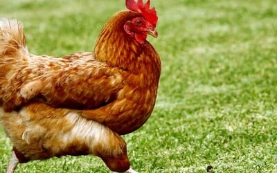 Sedm největších supermarketů v Česku se postavilo za práva slepic. Klecová vajíčka už v nich nenajdeš