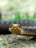 Šesťročného chlapca poštípala v Chorvátsku jedovatá vretenica. Dieťa transportovali do nemocnice