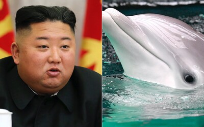 Severná Kórea chce údajne vycvičiť bojové delfíny. Militarizáciu majú dokazovať fotky