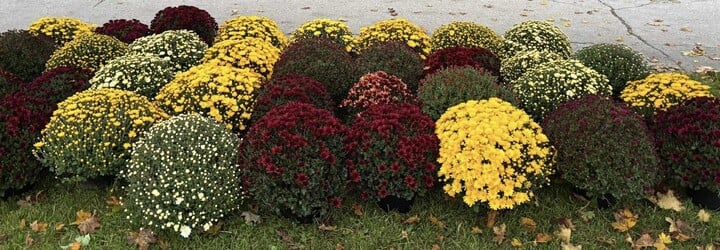 Silvia má kvetinárstvo: Ošiaľ dušičiek vytvorili ľudia, zarobím vtedy však päťnásobne viac (Rozhovor)