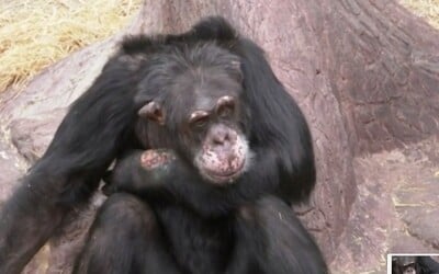 Šimpanzovi v zoo návštěvník hodil drogy. Zvíře se pak skoro ukousalo k smrti