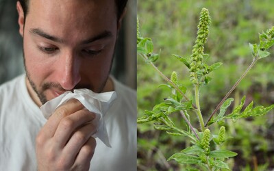 Situácia sa pre mnohých alergikov ešte zhorší. Vo vzduchu pribudne nový alergén 