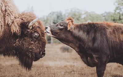 Slepá a osamelá samica bizóna, ktorú všetky zvieratá ignorovali, si našla býka. Ich rozkošné fotky sú hitom internetu 