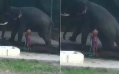 Slon nechtěně zabil svého chovatele, který ho bil holí, aby si lehl. Muž mezitím uklouzl