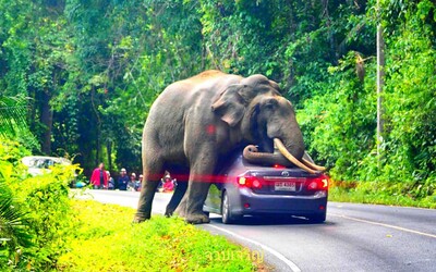 Slon podišiel k autu plnom turistov a začal sa oň škrabať. Zábery vyzerajú úsmevne, no mohlo ísť o život